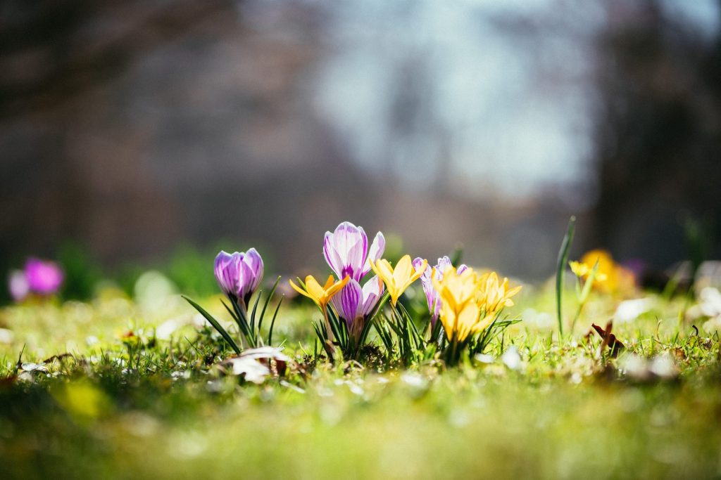 Decorative spring flowers representing holiday house cleaning services